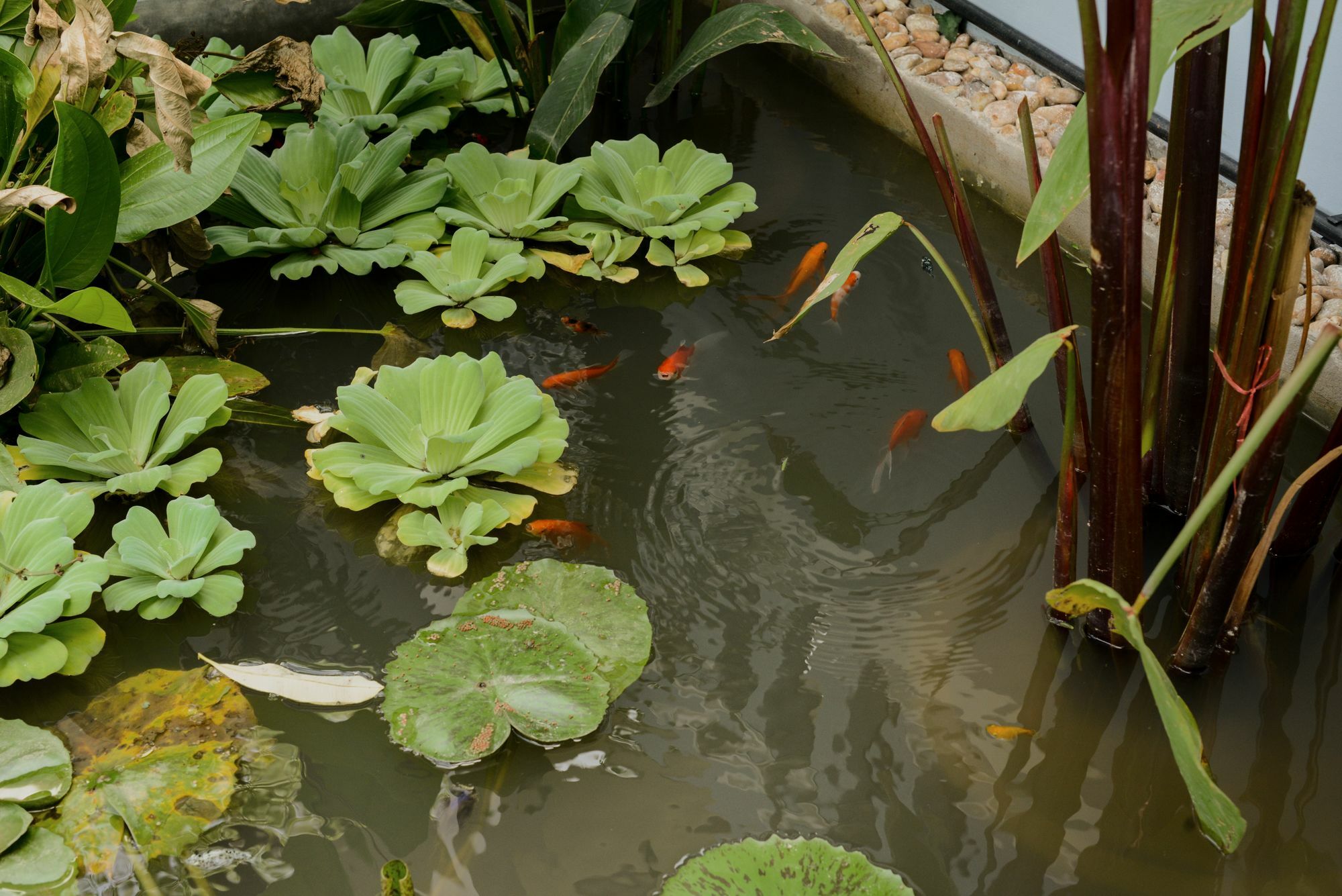 The Villa Secret Garden Siem Reap Exterior foto